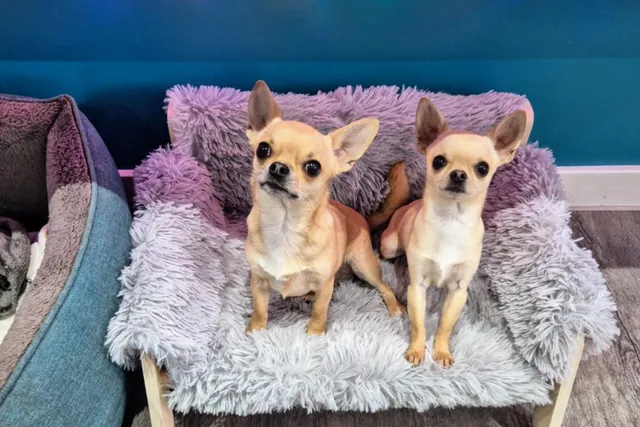 The Tiny Dog Couch: One Size Fits All...Apparently!