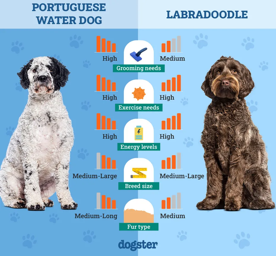 Dogster_Side by Side Comparison_Portuguese Water Dog vs Labradoodle