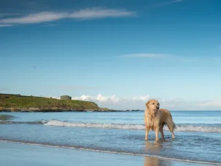 9 Most Popular Dogs in Ireland in 2026 (With Pictures)