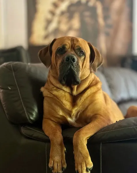 mastweiler on a couch