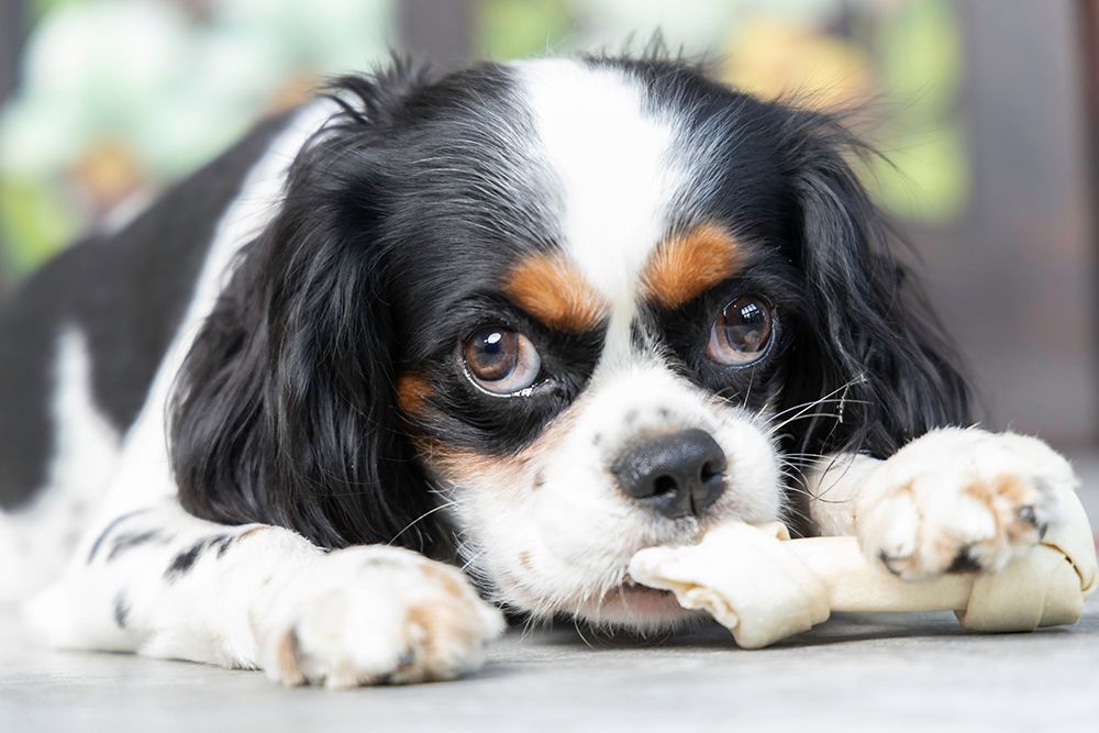 cavalier king charles spaniel eating bone treat