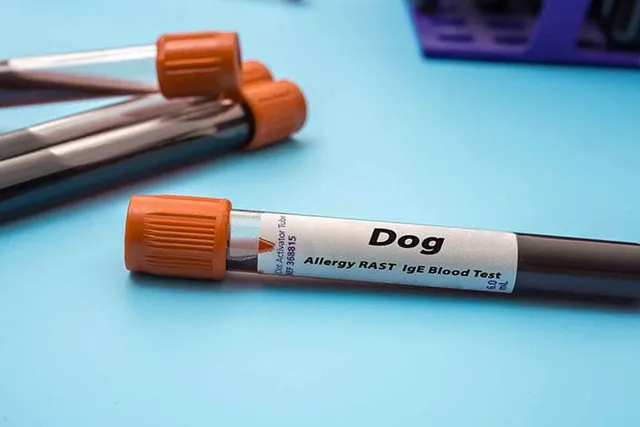 How Does Allergy Testing in Dogs Work? Our Vet Explains
