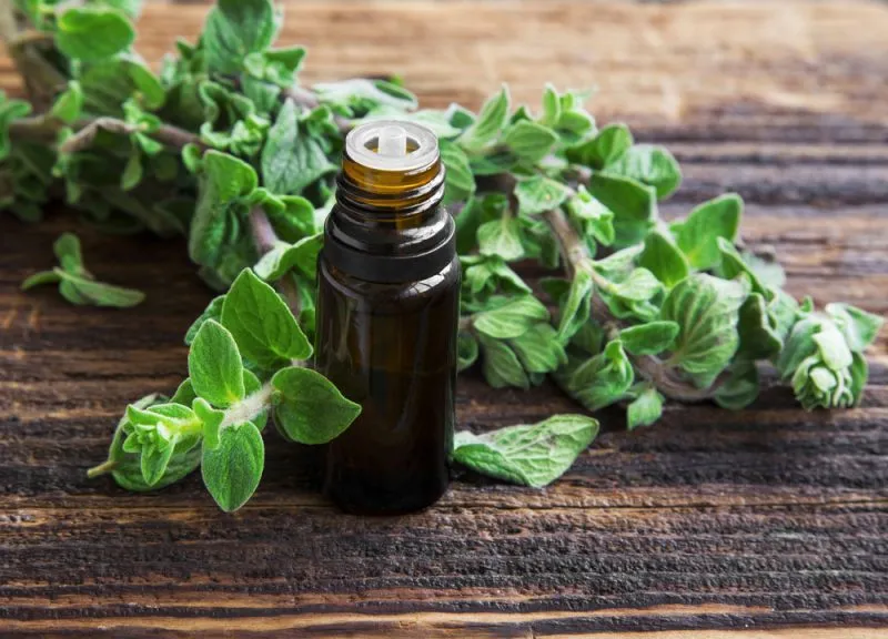 oregano-essential-oil