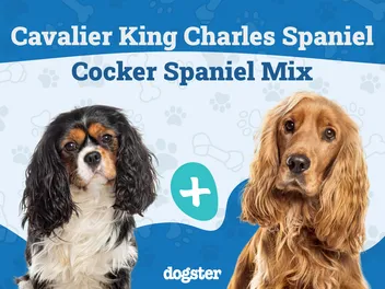 Cockalier Mixed Dog Breed: Info, Pictures, Care & More