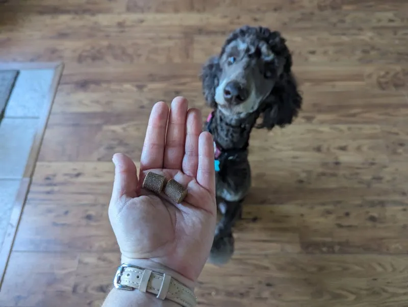 dog looking at a hand with finn supplements