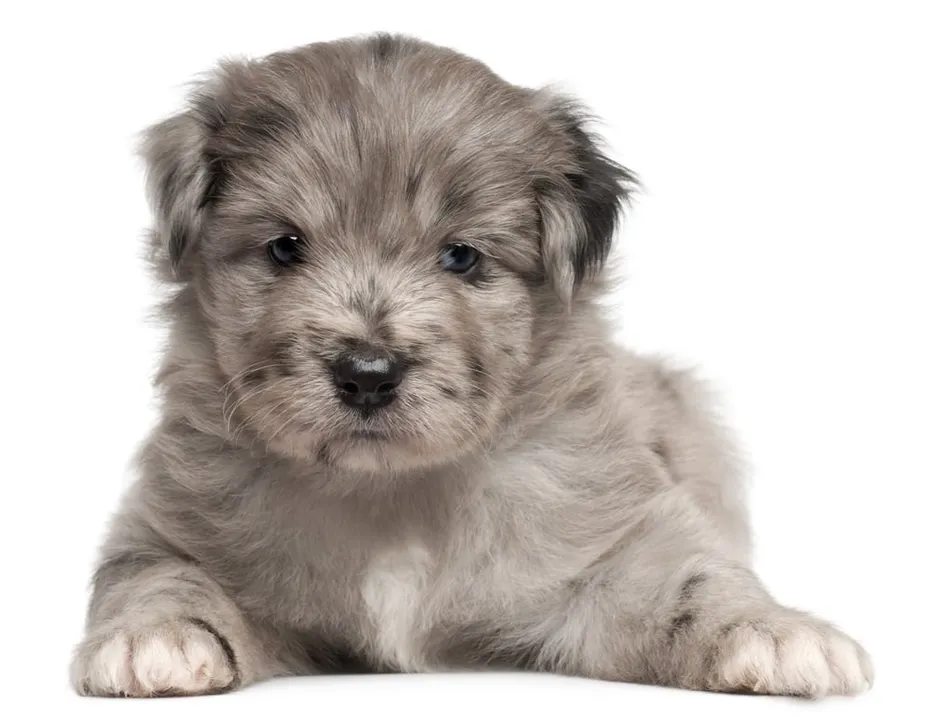 Pyrenean-Shepherd-puppy