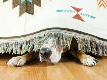 How To Calm Your Dog During a Thunderstorm: 8 Effective Tips