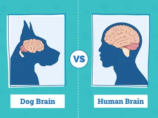 Dog Brain vs. Human Brain: Differences & Similarities