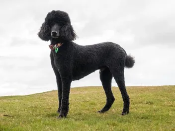 Standard Poodle Dog Breed: Info, Pictures, Traits & Care Guide