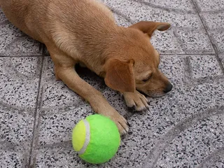 Why Doesn’t My Dog Like Toys? 6 Vet-Reviewed Reasons & Suggestions