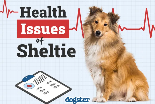 7 Sheltie Health Problems: Our Vet Explains