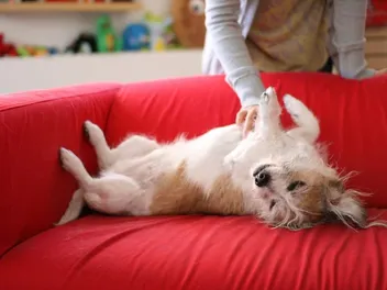Why Do Dogs Love Belly Rubs? Vet-Approved Interaction Facts & FAQ