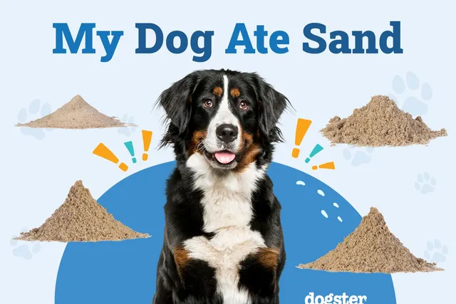 My Dog Ate Sand: Should I Be Worried? Our Vet Explains