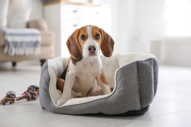 Are Beagles Good Apartment Dogs? Vet Reviewed Breed Temperament & FAQ