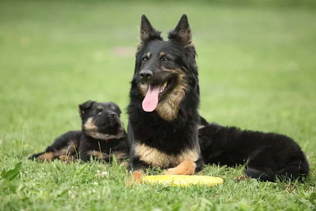 Do Dogs Remember Who Their Mother Is? Based on Science