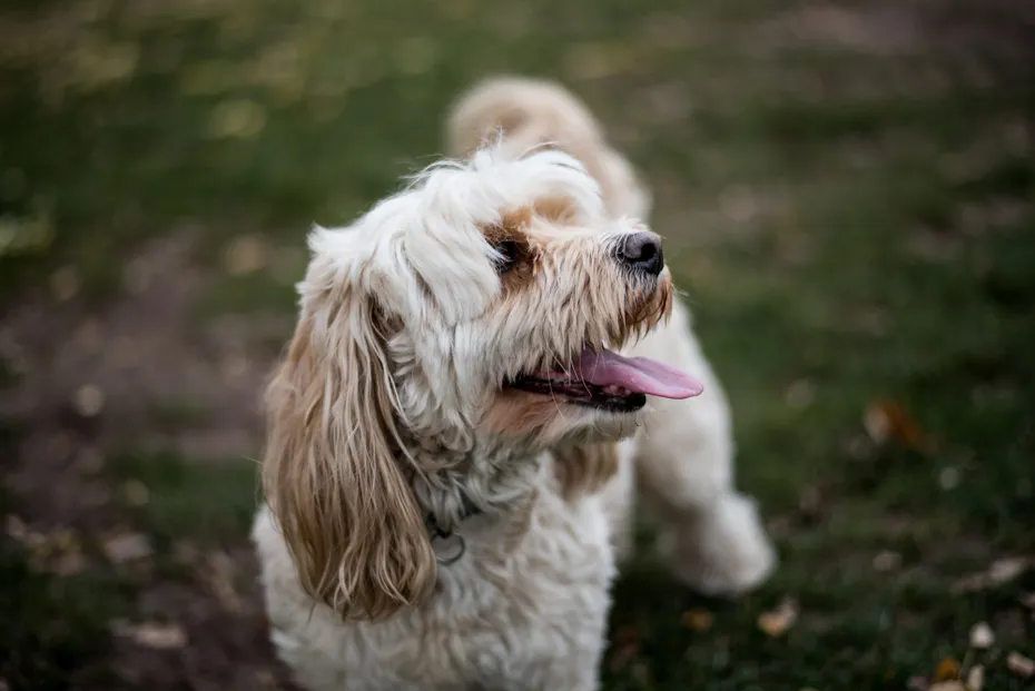 alternative photo for Afghan Chon dog playing in the park