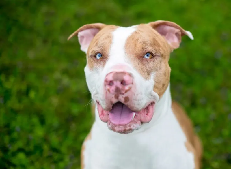 red-Catahoula-Leopard-Dog-mixed-breed-dog-with-sectoral-heterochromia-in-its-eyes