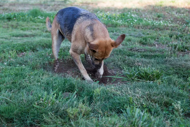 Why Do Dogs Bury Bones? Vet-Approved Explanation & How to Prevent It