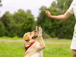 Can Dogs Learn Sign Language? Vet-Approved Training Tips