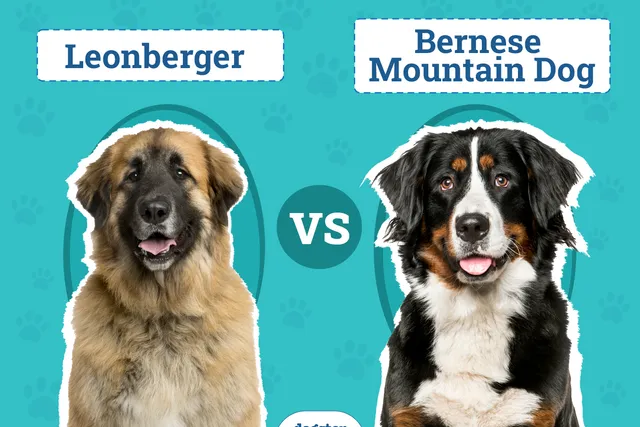 Leonberger vs Bernese Mountain Dog: Key Differences (With Pictures)