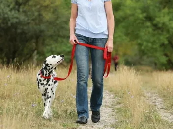 7 Benefits of Hiking With Your Dog: Science-Backed Reasons & Tips