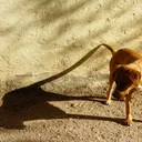 Why Do Dogs Chase Shadows? Vet-Reviewed Instinct & Behavior Explanation