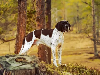 English Pointer Dog Breed: Info, Pictures, Traits & Care