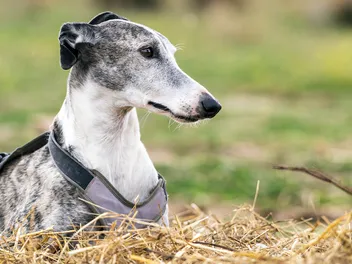 Is Straw Good for Dog Bedding? Vet-Reviewed Benefits & Maintenance Tips