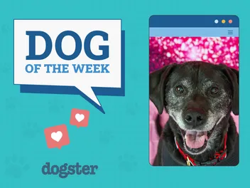 Dogster Photo Contest: Dogs of the Week Winners (Mar 27, 2025)