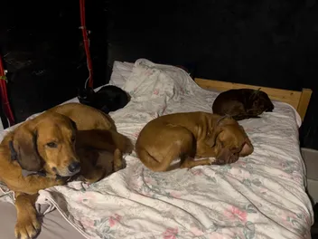 Dogs and Sleeping Arrangements: What’s Mine Is Theirs