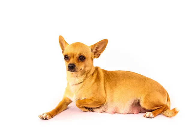 How Long Are Chihuahuas Pregnant? Our Vet Explains Pregnancy & Care Guide