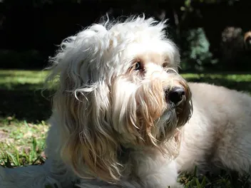 Petite Goldendoodle Dog Breed: Info, Pictures, Care Guide & More