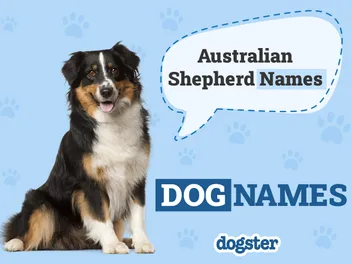 150+ Australian Shepherd Names: Interesting & Popular Ideas