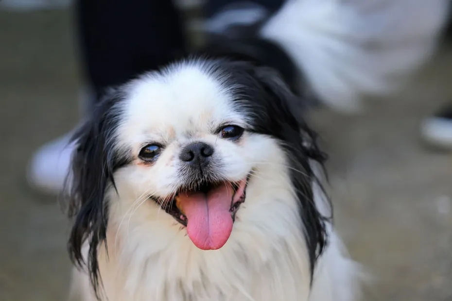 dog, japanese chin, animal