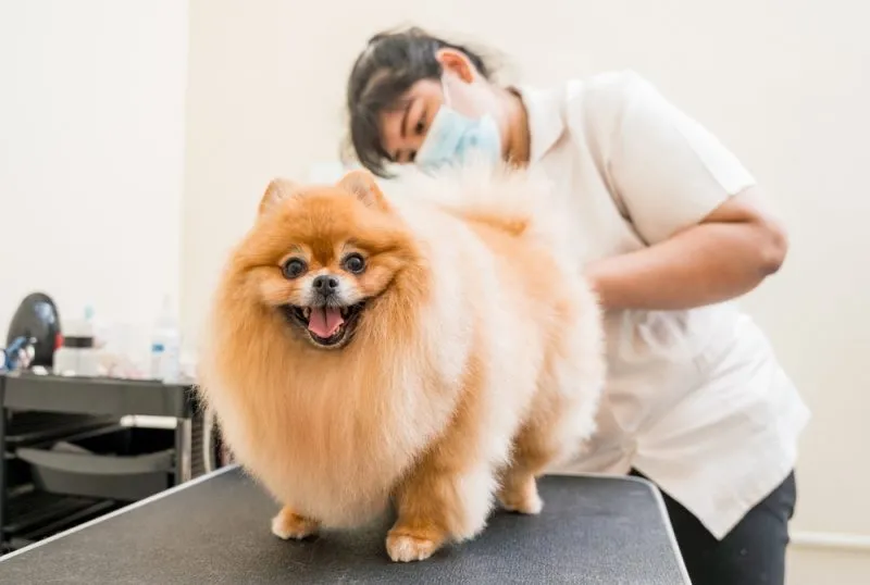 Groomer with protective face masks cutting Pomeranian dog at grooming salon