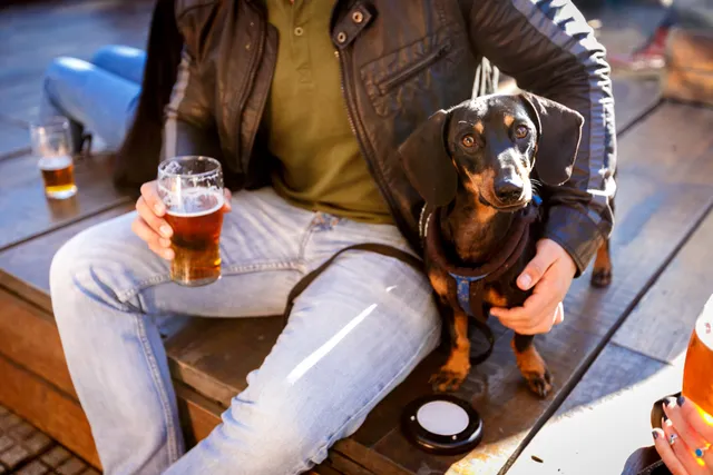 Is There Beer for Dogs? Vet-Verified Types, Info & FAQ