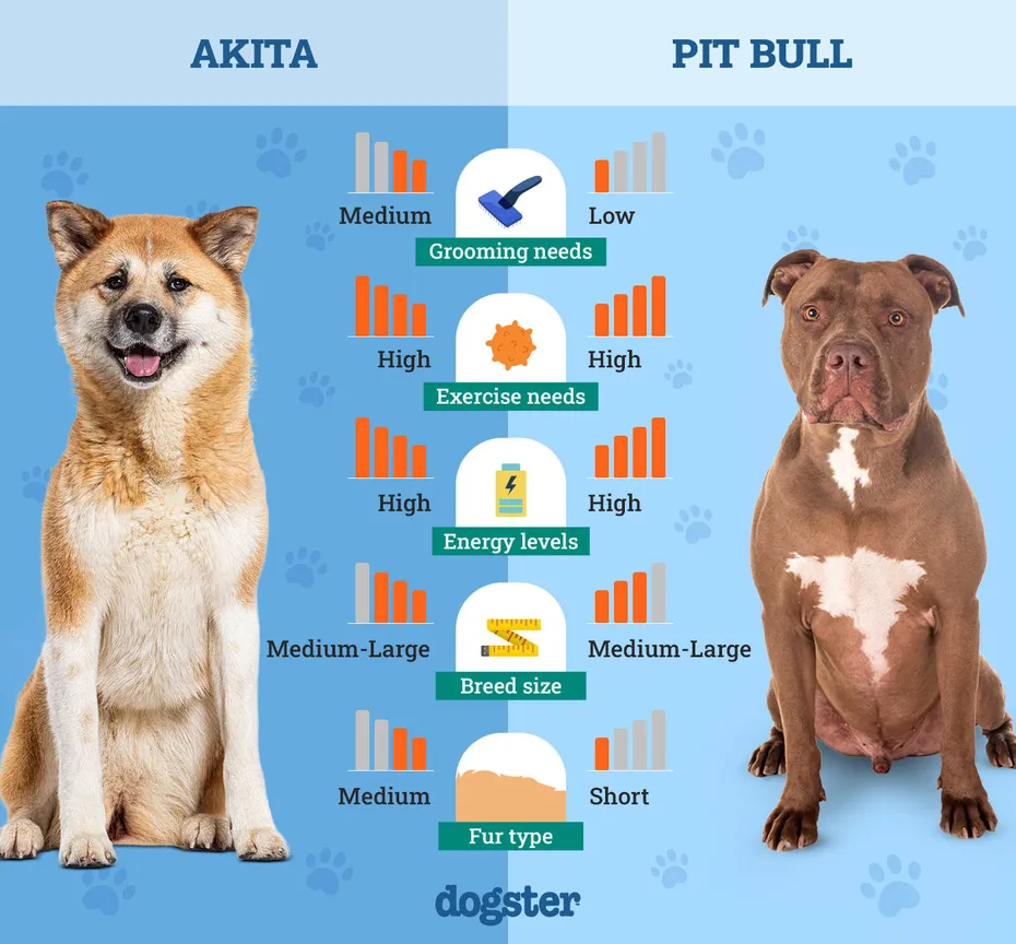 Dogster_Side by Side Comparison_Akita vs Pit Bull
