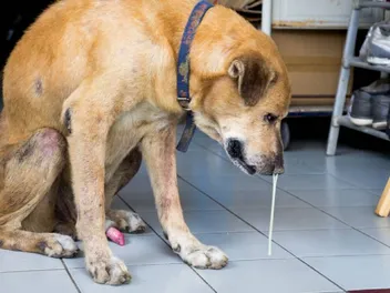 Rhinitis & Sinusitis in Dogs: Signs, Causes & Care Guide (Vet Answer)
