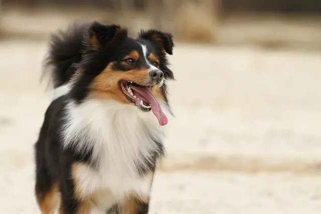 Border Collie Shetland Sheepdog: Info, Pictures, Care Guide & More