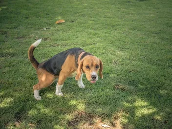 Why Does Dog Pee Kill Grass? 5 Ways to Prevent This