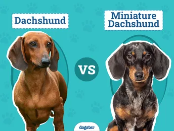 Dachshund vs Miniature Dachshund: The Differences (With Pictures)
