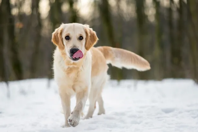 Why Do Dogs Lick Their Nose? 10 Vet-Reviewed Reasons