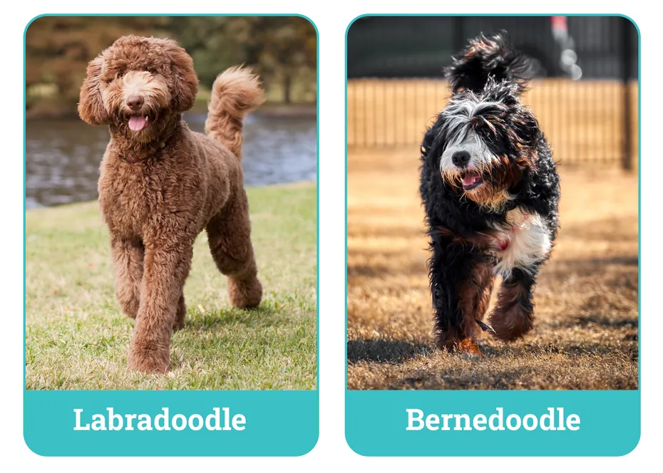 Labradoodle vs. Bernedoodle