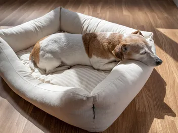Why Do Dogs Whimper in Their Sleep? 6 Vet-Verified Reasons