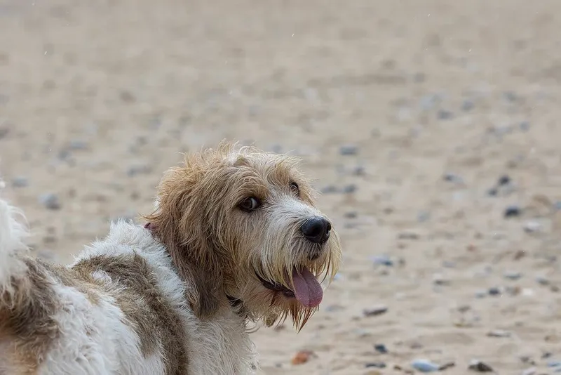 Grand Basset Griffon Vendéen looking