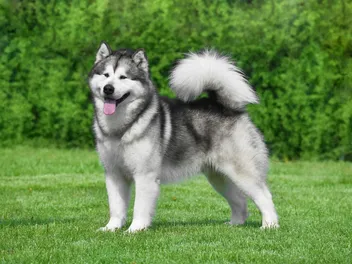 Do Alaskan Malamutes Shed? Vet-Verified Grooming & Care Guide