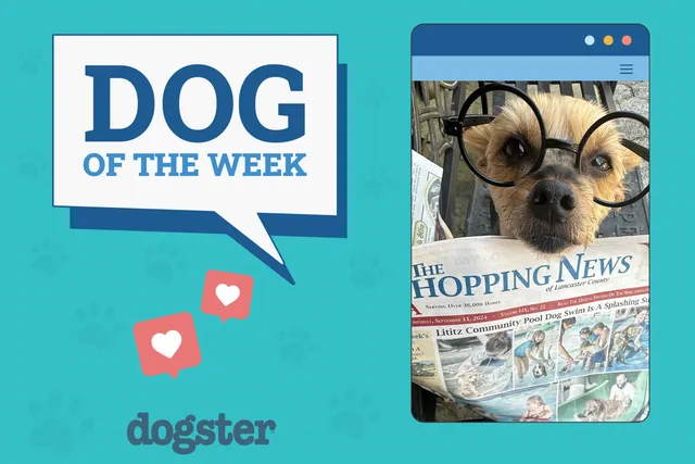 Dogster Photo Contest: Dogs of the Week Winners (December 5, 2024)