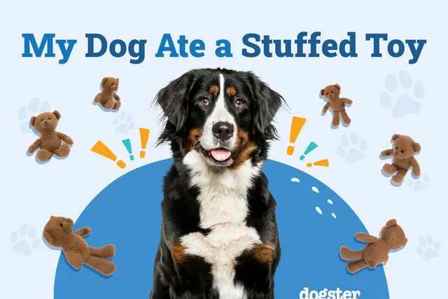 My Dog Ate a Stuffed Toy, What Should I Do? Our Vet Explains