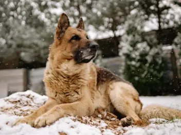 Can Dogs Get Fleas in the Winter? Vet-Verified Facts & FAQ
