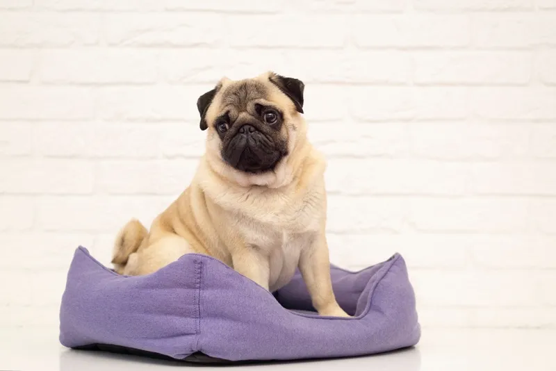 pug sitting on dog bed